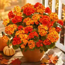 6Pcs Artificial Fall Geranium Flowers