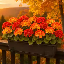 6Pcs Artificial Fall Geranium Flowers